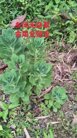 八百棒 这些好的东西需要传承。
#景天三七