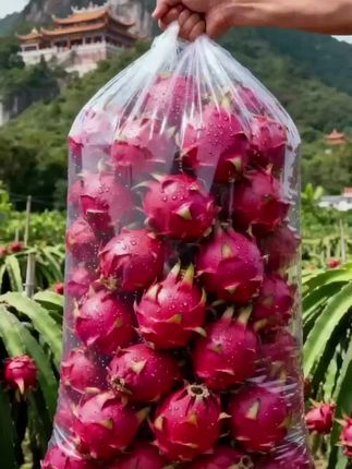 红心火龙果:一口爆甜的“天然花青素宝库”精选热带阳光果,果皮鲜红亮眼,切开满是玫红果肉,咬下去汁水直飙,甜润中带着淡淡果香,完全不涩口!每一颗都饱满紧实,富含膳食纤维和维生素,早餐挖着吃、做酸奶碗搭档,或是榨杯鲜果汁都超赞,清爽解腻又满足。现摘现发,细心挑选无坏果,收到就能尝鲜。不管是自己补充维生素,还是给家人当健康零食,都是超棒的选择,赶紧囤起来!#火龙果#红心火龙果 #新鲜采摘 #优质农产品 #应季水果 @抖加🔥上热门🔥dou+🔥热点宝