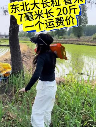 #粮农膳稻 东北长粒香米,中科发五号!7毫米大长粒原香米,新品限时福利价,口感香弹可口,越嚼越香!福利数量有限!快快点击小黄车吧!#长粒香 #东北大米 #长粒米 #中科发五