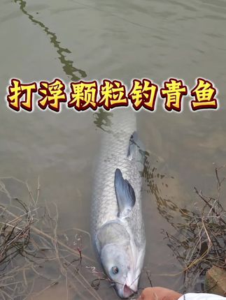 打浮颗粒钓青鱼!#饵料 #饵料窝料 #钓鱼人 #户外钓鱼 #钓鱼饵料