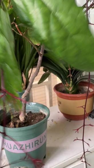 垂丝茉莉花谢后别着急剪,这样做会有惊喜