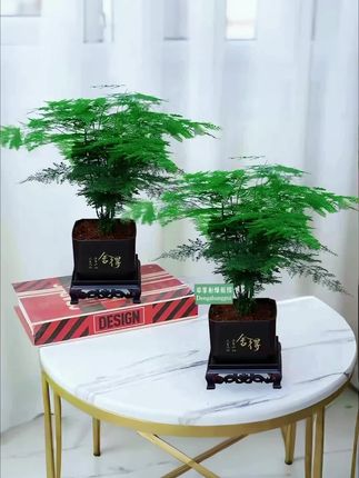 新国风文竹盆栽绿植室内书房桌面客厅植物好养盆景办公室四季常青#绿植 #室内盆栽 #花卉绿植 #盆栽