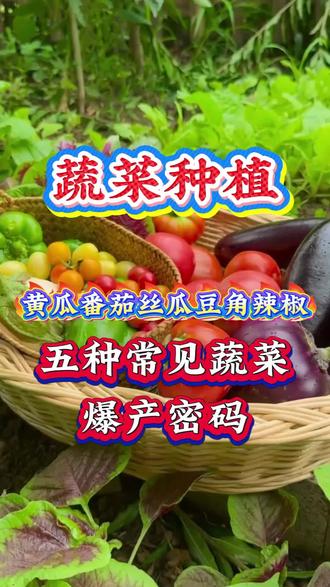 立夏到小满,菜园怎么管 #蔬菜种植 #果蔬管理 #黄瓜种植 #豆角种植 #西红柿种植