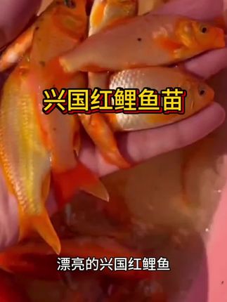 兴国红鲤鱼苗#鱼苗 #鱼苗批发 #红鲤鱼 #水产养殖 #水产养殖基地