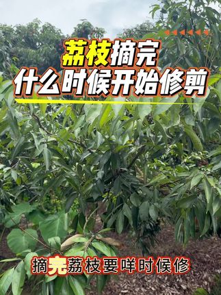 荔枝采后何时修剪如何管理#荔枝种植#荔枝修剪#荔枝#农业种植#荔枝壮梢