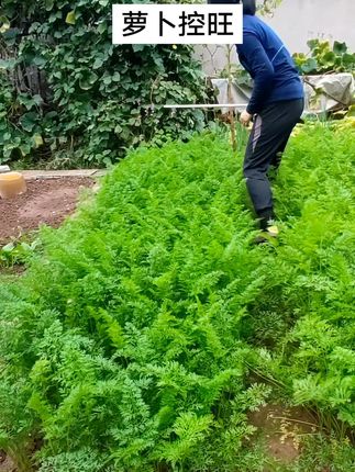 胡萝卜控旺是轻轻敲打秧苗!这样让营养回流,集中供应根部提高产量和质量!