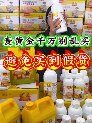 麦黄金千万别乱买,避免买到假货#农业种植#小麦种植#小麦#小麦高产#麦黄金