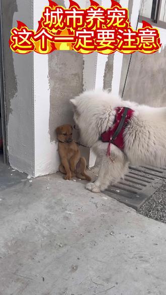 城市养宠这个要注意 城市养宠这个要注意#养宠知识#科学养宠攻略 #宠物知识 #养宠进阶指南 #养宠好物