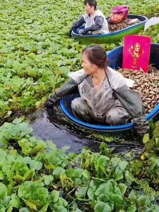 洪湖菱角也来大羊毛啦!#洪湖菱角湖北美食推荐 #洪湖美食 #洪湖菱角怎么吃 #洪湖藕带