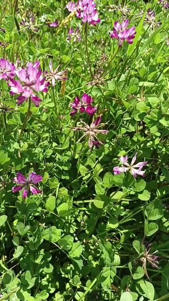 第一次野花煎蛋,比想象中美味,值得品尝!紫云英,花美名儿也美,制作出来的美食更美!#自然馈赠 #野生花卉 #自然治愈 #春日花开 #生命绽放