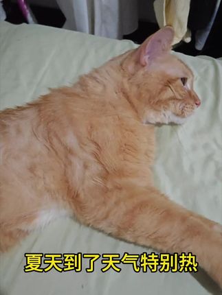夏天备上一瓶#家有萌宠 #养宠 #养猫新手 #萌宠好物 #毛孩子的日常