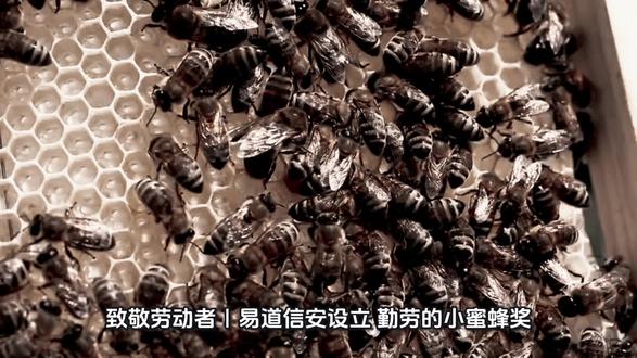 致敬劳动者,易道信安设立“勤劳的小蜜蜂奖”#新一代年轻商业力量