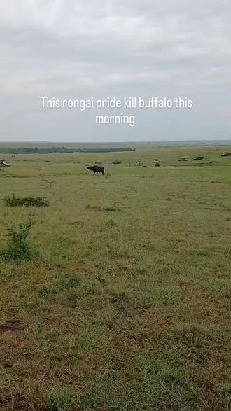 今天早上荣嘉狮群狩猎一头水牛。