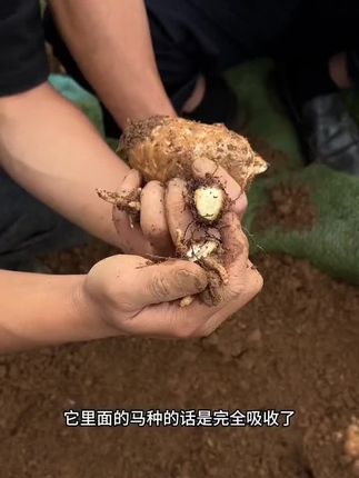 #天麻小王子#天麻#天麻炖鸡#云南天麻#山货