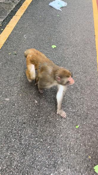 又争又抢的泼猴 #猴子🐒 #满山猴子
