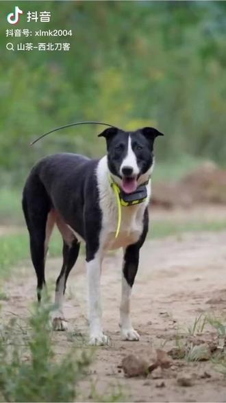 :
怎么会不遗憾那,小锅巴没了给我哭死,昨天大可乐也去了,我录视频的时候听它妈妈(洋姐)哭的声音我的心都碎了🥹忠诚的宝贝们超过了百分之九十九的人类,走吧下辈子好好托生🥹🌸#西北刀客护农 #西北刀客机油手 #西北刀客吴队 #西北刀客锅巴 #西北刀客大可乐