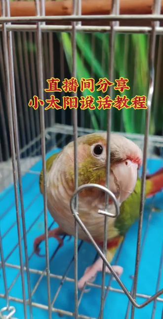小太阳鹦鹉说话教程 #小太阳说话 #鹦鹉学说话教程 #小太阳鹦鹉 #鹦鹉说话 #训鸟教程 @鹦鹉日记 @(客服)