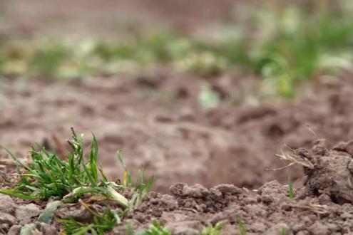 #动物世界解说 #创作者中心 #创作灵感 作为平头哥的大表兄,狼獾的食量是惊人的 #动物世界 #纪录片