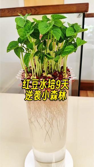 万物皆可水培,红豆水培9天,逆袭小森林#真实生活分享计划 #水培红薯 #花卉绿植 #好看的花一定要分享给你 #内容启发搜索 @抖音小助手