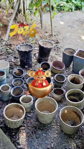 你知道吗,把闲置花盆放在家里会影响财运哦#新年开好局 #新年开好局 #东西湖海燕鲜花店 #六渡桥踏尚行鲜花店 #光谷华翔中心踏尚行花卉