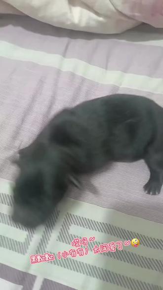 藏獚犬大黑和小黑的儿子黑黝黝,出生五天。