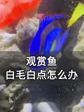 鱼缸里鱼长白点、白毛?试试这款养护水!小瓜虫、水霉都能防,金鱼、锦鲤、鹦鹉鱼等多种鱼适用,日常护理少不了,让鱼儿自在游~#养鱼日记 #好物推荐🔥 #观赏鱼 #水族 #养鱼养心