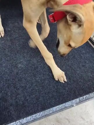 狗垫#养狗经验分享 #不养狗不知道养狗的乐趣 #耐抓耐磨 #科学养宠