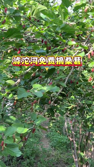 来滹沱河免费摘桑葚了#桑葚 #免费采摘 #滹沱河 #石家庄游玩推荐