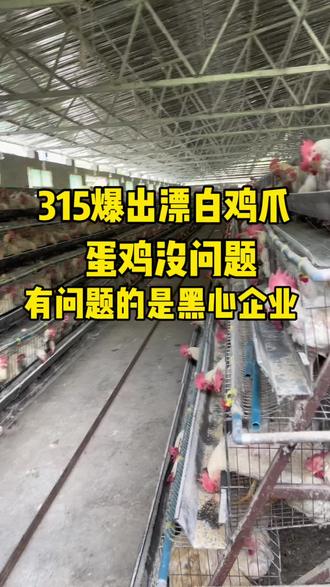 蛋鸡没问题,有问题的是黑心企业 #蛋鸡养殖 #养鸡人 #315新闻曝光 #鸡粪处理#干湿分离机