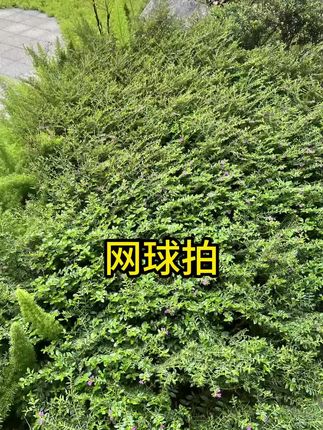 #静音球拍 #网球拍 #网球拍单人训练器