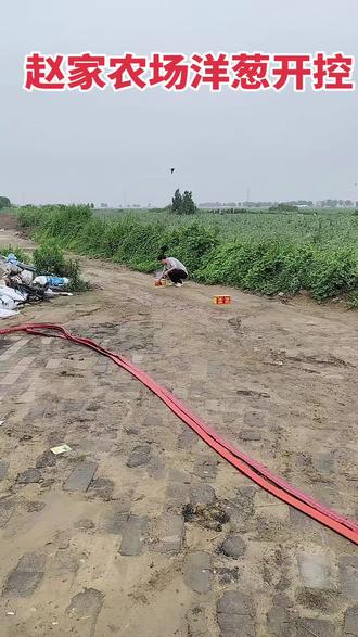 百亩洋葱,今天开工,大吉大利
