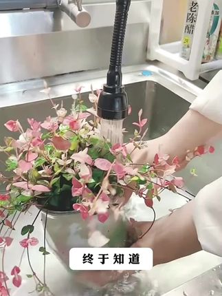 花叶络石花苗盆栽彩叶络石吊兰四季垂吊耐热耐寒植物庭院绿植花卉#花苗盆栽 #吊兰 #花叶络石