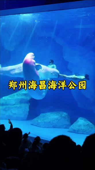 周末假期遛娃的宝藏地,带上孩子来一次郑州海昌海洋公园看表演啦!现已上线了团购优惠,刷到的家人们建议先囤票#打卡海洋馆 #海洋生物 #白鲸