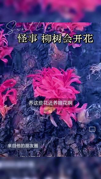 怪事:辽宁昌图县八面城一棵柳树会开花
