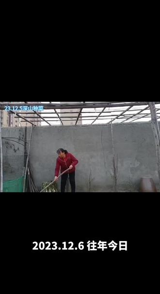 如何播种土里捂菠菜(2023年)