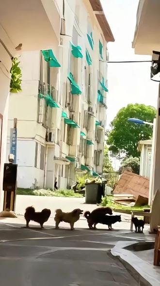 拥有音乐细胞的狗狗,真帮👍🏻#舞蹈 #节奏 #音乐舞动