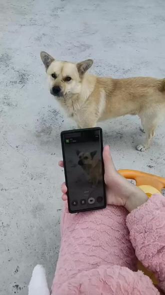 第一次试着和豆包聊天,哈哈哈,太有趣啦,它可会夸人了,可会说话了,如果要想好好说话就跟着豆包学吧。