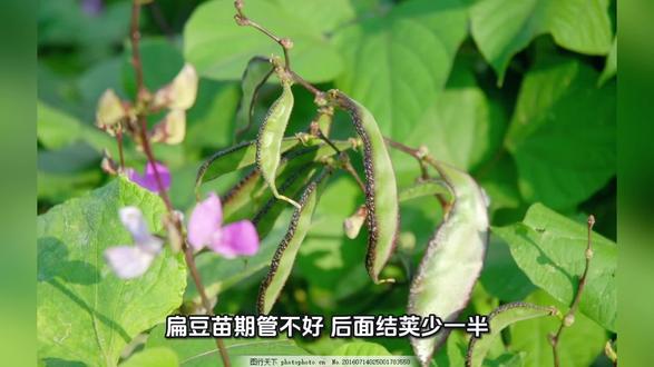 #农业种植管理 #创作者中心 #创作灵感 扁豆苗期管理要点
