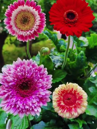 #非洲菊 种子 #花卉绿植#爱生活爱养花#今日分享
