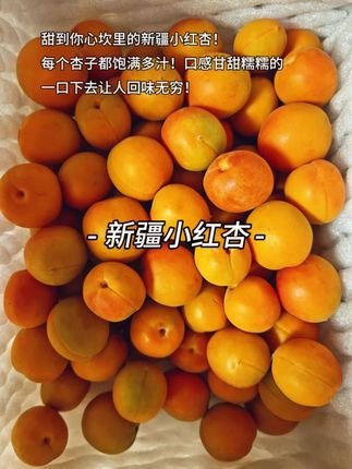 四团的小红杏来啦,真的巨好吃!咬一口鲜嫩多汁,属于#新鲜的应季水果。都是在露天自然成熟的,果肉厚实又细腻,果子香味特别浓,每口都爆汁,又香又甜还带点软乎劲儿,一口下去满是浓郁的果香味儿,巨巨巨好吃😋#快来一起尝个鲜#优质农产品#小红杏