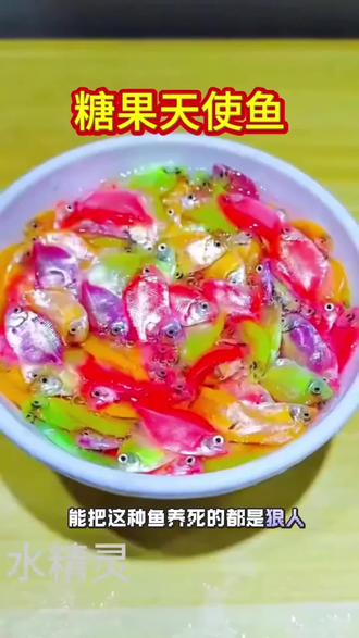七彩糖果天使鱼在鱼缸像彩虹🌈看到它就像看到天空大自然中的彩虹美丽级了
#观赏鱼 七彩糖果天使鱼#养鱼养心放松心情 #养鱼人 #水族爱好者 #鱼缸
@抖加🔥上热门🔥dou+🔥热点宝 @上热门话题🔥🔥🔥🔥