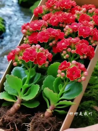 金狐狸长寿花。要说今冬必入的明星盆栽,金狐狸长寿花绝对霸榜C位!每片花瓣都镶着耀目的金边橘瓣,层叠绽放时犹如涅槃的凤凰羽翼,能在阳光下能折射出鎏光溢彩的视觉效果。比普通长寿花更具观赏性的是其波浪形叶片与强分枝特性,无需修剪自然长成饱满花球。推荐理由更是硬核:超长待机花期持续近百天,从圣诞开到清明;耐旱特性适合懒人养护,半个月浇次水照样繁花似锦。无论装点窗台还是馈赠亲友,这盆“福寿双全”的吉祥花都会用怒放的生命力惊艳整个季节!真是非常漂亮了#金狐狸长寿花 #养花推荐#高颜值盆栽 #新手养花#花开富贵