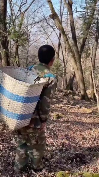 黄金草又名嗷嗷叫 东北特产黄金茶 适合三十岁以上的男士喝 #嗷嗷 #黄金草#石韦 #男士 #中年男人