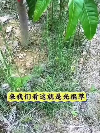 #节节草如何除 #三农 #节节草除草剂 #除草剂 #除杂草
