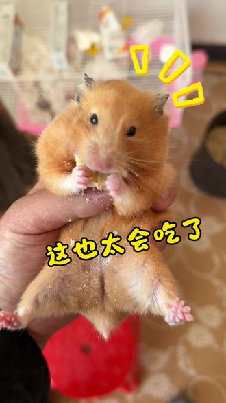 没想到仓鼠爱吃这个 #仓鼠 #萌宠日常记录 #治愈系萌宠 #仓鼠日常 #养鼠日常分享