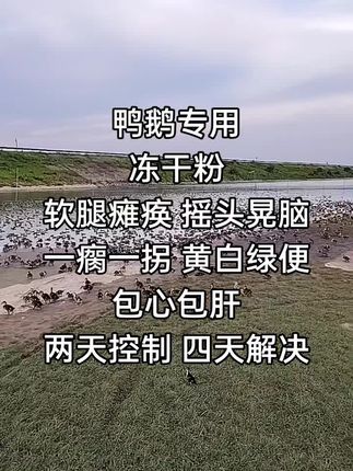 #养鸭人加油#三农