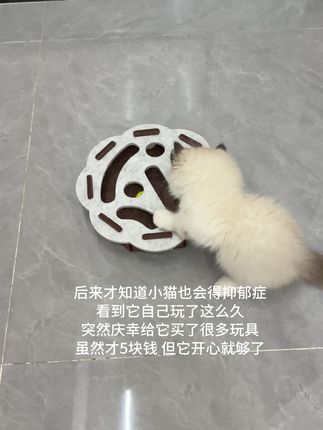 五块钱买它的开心#萌宠 #宠物玩具 #猫玩具