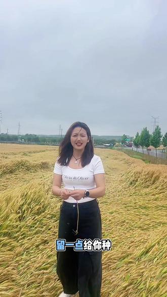 么家今年这麦种选对了 😂猛倒一号#麦子熟了又是一个丰收的季节 ##农村种小麦