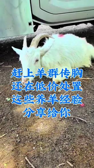 遇到羊群传胸,别再低价处置了 这些处置羊群传胸的经验,分享给养羊人#人间观察计划 #闪光职人 #羊传染性胸膜肺炎 #羊烂肺病 #羊传胸