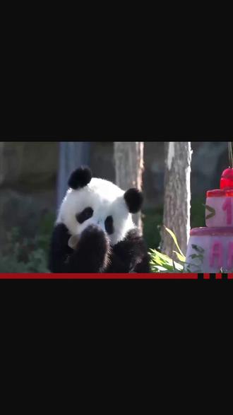 日本6月28日归还“熊猫四姐妹"